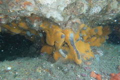 Stryphnus