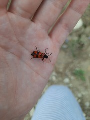 Mylabris quadripunctata
