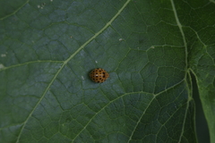 Henosepilachna sumbana