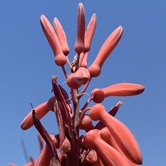 Aloe zebrina image