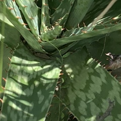 Aloe zebrina image