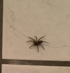 Gnaphosidae