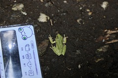 Kurixalus berylliniris