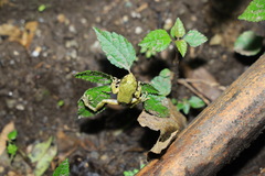 Kurixalus berylliniris