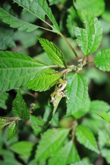 Kurixalus berylliniris