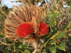 Banksia baxteri