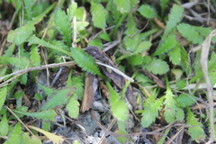 Leptinella dioica
