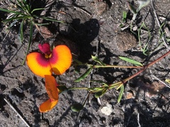 Chorizema diversifolium