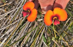 Chorizema diversifolium