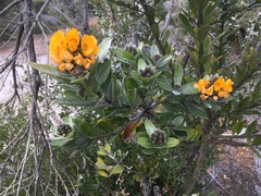 Callistachys lanceolata