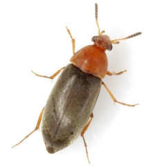 Pentaria dispar