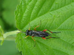 Macrophya diversipes