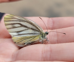 Pieris latouchei