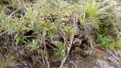 Celmisia graminifolia