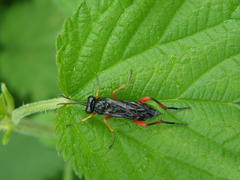 Macrophya diversipes
