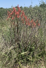Aloe zebrina image