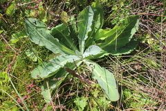 Sonchus kirkii