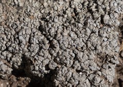 Trapeliopsis glaucopholis