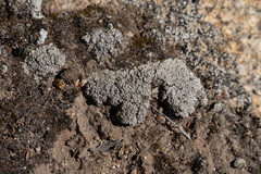 Trapeliopsis glaucopholis