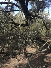 Allocasuarina luehmannii