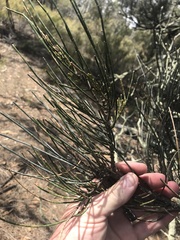 Allocasuarina luehmannii