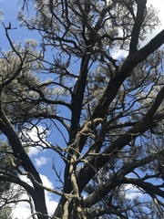 Allocasuarina luehmannii