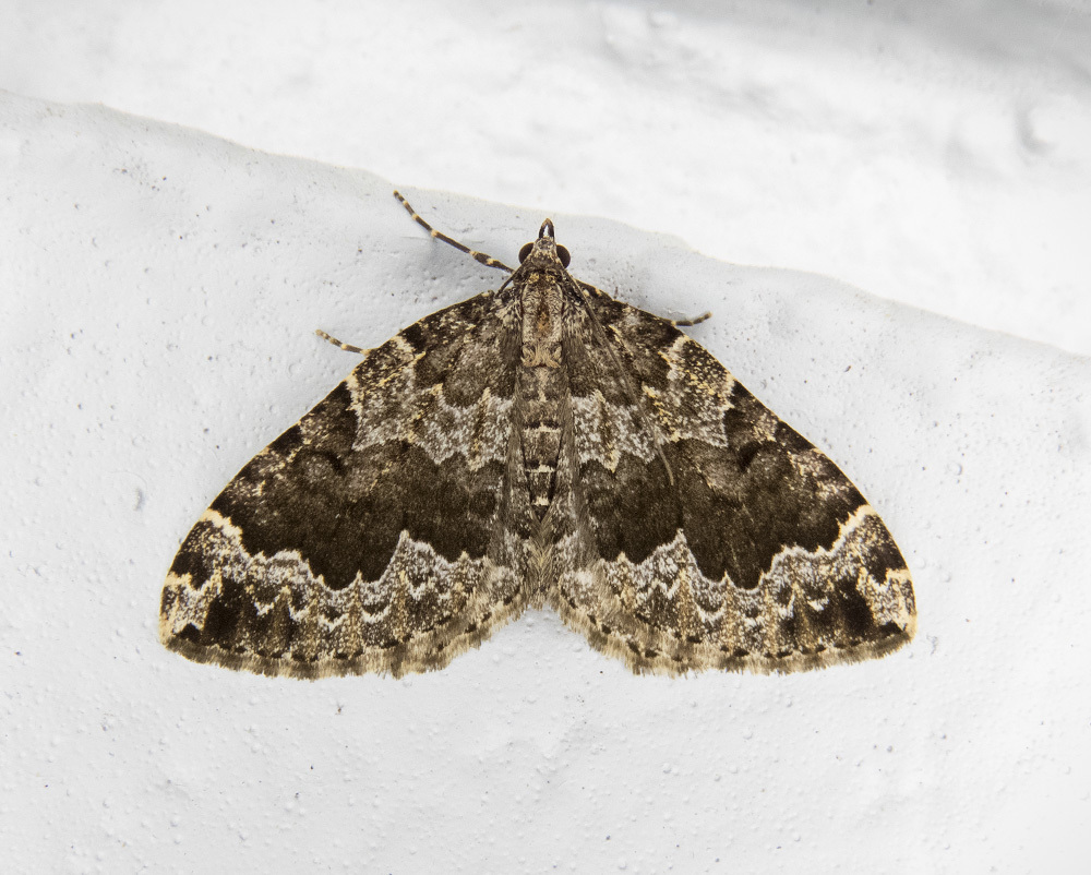Black-banded Carpet