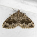 Black-banded Carpet - Photo (c) Jim Johnson, some rights reserved (CC BY-NC-ND), uploaded by Jim Johnson