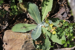 Sonchus kirkii