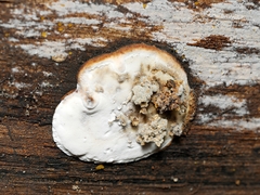 Postia pelliculosa