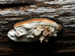 Postia pelliculosa