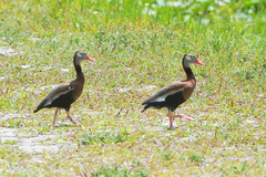 Dendrocygna autumnalis image