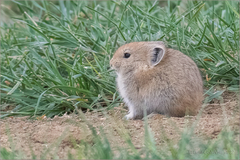 Ochotona dauurica