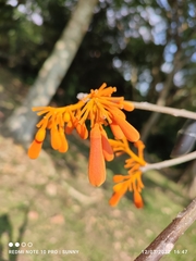 Firmiana malayana