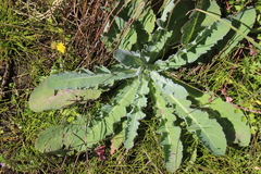 Sonchus kirkii