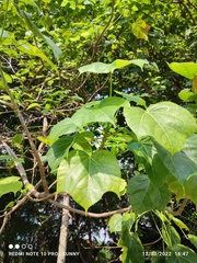 Firmiana malayana