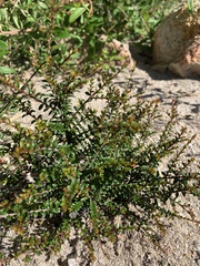 Pseudanthus divaricatissimus