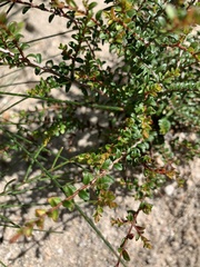 Pseudanthus divaricatissimus