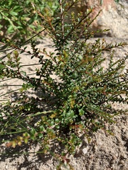 Pseudanthus divaricatissimus