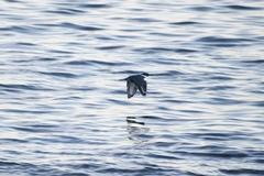 Megaceryle torquata stellata