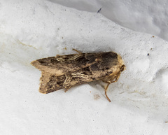 Cerastis enigmatica