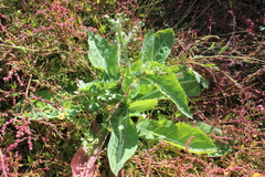 Sonchus kirkii