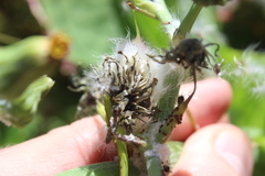 Sonchus kirkii