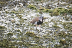 Vanellus chilensis chilensis