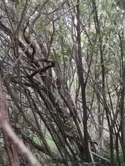 Ninox novaeseelandiae