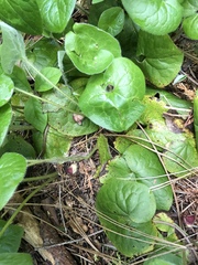 Asarum lemmonii