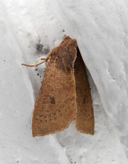 Orthosia transparens