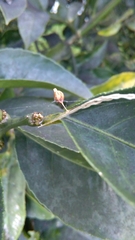 Argyrodes antipodianus