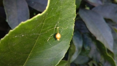 Argyrodes antipodianus