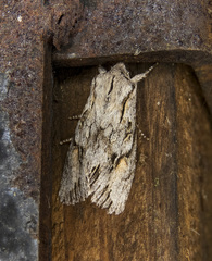Egira crucialis